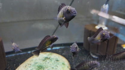 Tropheus Mplungu F1