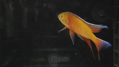Albino Eureka Jake (4"+ Male)