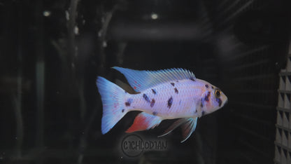 Platinum OB (4"+ Male)