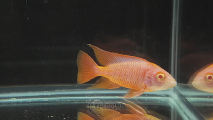 Albino Orange Hybrid OB (4"+ Male)