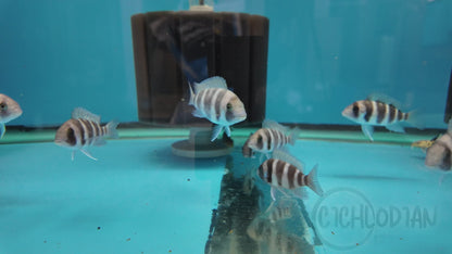 Frontosa 6-Stripe Burundi F1