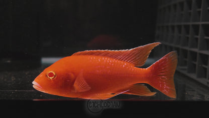 Albino Dragon Blood (4"+ Male)