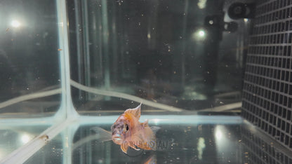 OB Peacock (4"+ Male)