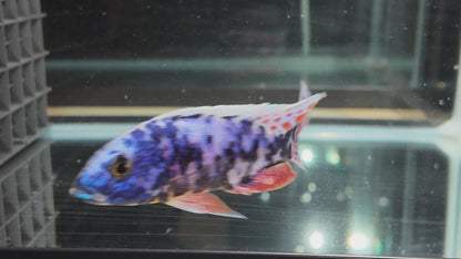 Blueberry OB (4"+ Male)