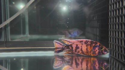 OB Peacock (3.5" - 4" Male)