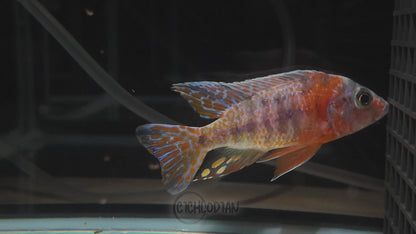 Orange OB (4"+ Male)