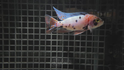 OB Peacock (4"+ Male)