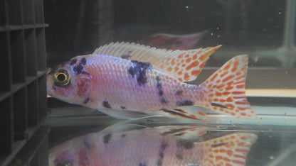 Platinum OB (4"+ Male)