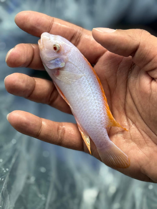 Albino Red Top Trewavasae - Labeotropheus